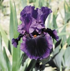 Bearded Iris germanica Pagan Dance