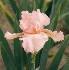 Bearded Iris germanica Pink Attraction