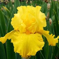 Bearded Iris germanica Pure as Gold