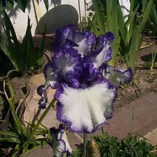 Bearded Iris germanica Rare Treat