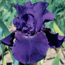 Bearded Iris germanica Rosalie Figge
