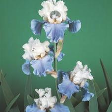 Bearded Iris germanica Snowcloud