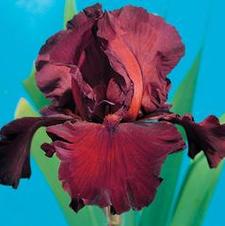 Bearded Iris germanica Spartan