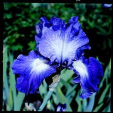 Bearded Iris germanica Suky