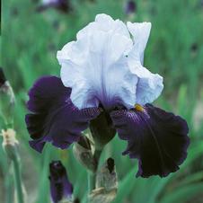 Bearded Iris germanica Tempting Fate