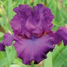 Bearded Iris germanica Thriller