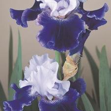 Bearded Iris germanica Fatal Attraction