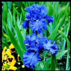 Bearded Iris germanica Cool Running