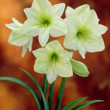 Amaryllis Peruvian 'Fantasy'