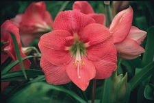 Amaryllis Peruvian 'Rosita'