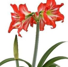 Amaryllis Israeli 'Beauty Bells'