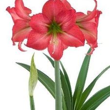 Amaryllis Israeli 'Blooming Bells'