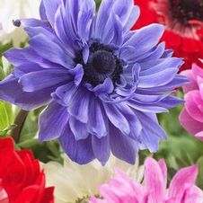 Anemone coronaria 'St. Brigid Double Mix'