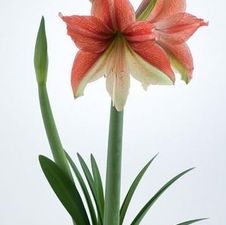 Image of Amaryllis Israeli 'Half & Half' 