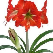 Amaryllis Israeli 'Happy Bells'