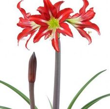 Amaryllis Israeli 'Sophisticated'