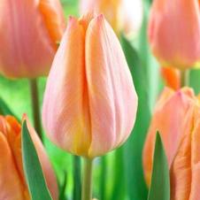 Tulip prince series 'Salmon Prince'
