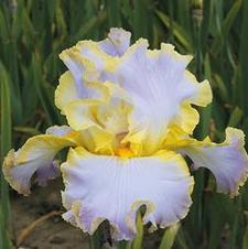 Bearded Iris germanica Sangria