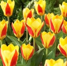 Tulip kaufmanniana 'Stresa'