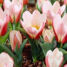 Tulip kaufmanniana 'Hearts Delight'