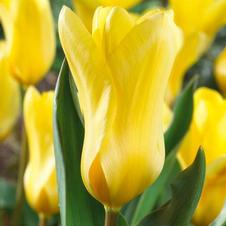 Tulip fosteriana 'Golden Emperor'