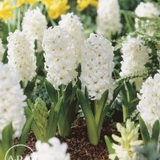 Hyacinth orientalis 'Carnegie'