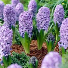 Hyacinth orientalis 'Delft Blue'