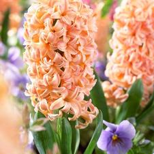 Hyacinth orientalis 'Gipsy Queen'