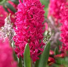 Hyacinth orientalis 'Jan Bos'