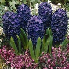 Hyacinth orientalis 'Peter Stuyvesant'