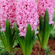 Hyacinth orientalis 'Pink Pearl'