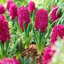 Hyacinth orientalis 'Woodstock'