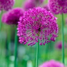 Allium tall 'Purple Sensation'