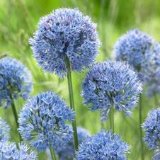 Allium miniature 'Azureum'