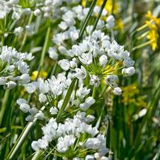 Allium miniature 'Cowanii'