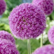 Allium giant 'Giganteum'