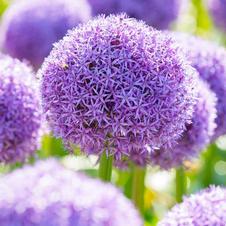 Allium giant 'Globemaster'
