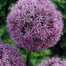 Allium giant 'Gladiator'