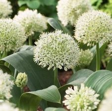 Allium tall 'Ivory Queen'
