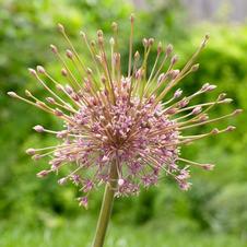 Allium tall 'Schubertii'