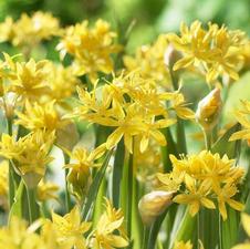 Allium miniature 'Moly'