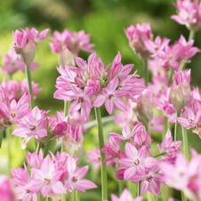 Allium miniature 'Ostrowkianum'
