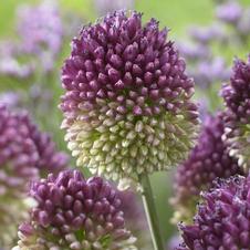 Allium miniature 'Sphaerocephalon'