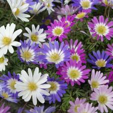 Wind flower 'Blanda Mixture'