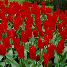 Tulip fosteriana 'Red Emperor'