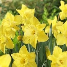 Daffodil large cupped 'Spellbinder'