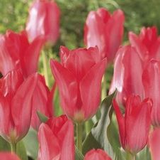 Tulip fosteriana 'Pink Emperor'
