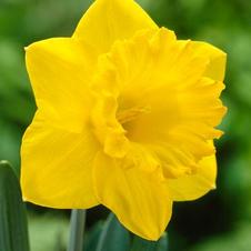 Daffodil trumpet 'Dutch Master'