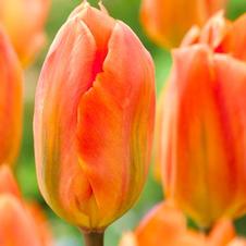 Tulip fosteriana 'Orange Emperor'