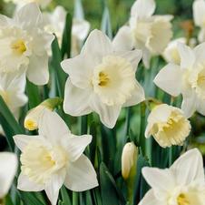 Daffodil trumpet 'Mount Hood'